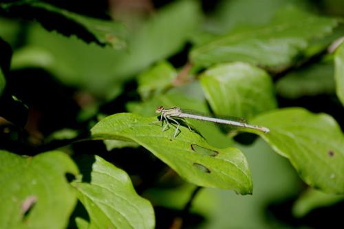 Réf. 337 488 : Platycnemis latipes